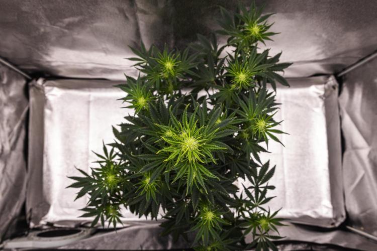 Royal Cheese - Farm #22. Week 4 - Royal Cheese - Day 28.