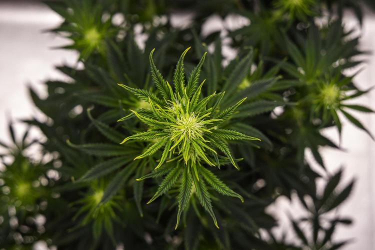 Royal Cheese - Farm #22. Week 4 - Royal Cheese - Day 28.
