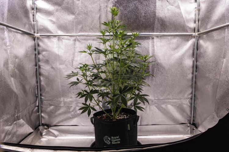 Royal Cheese - Farm #22. Week 4 - Royal Cheese - Day 28.