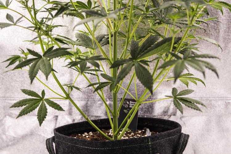 Royal Cheese - Farm #22. Week 4 - Royal Cheese - Day 28.
