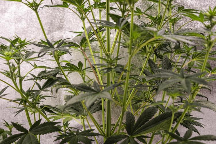 Royal Cheese - Farm #22. Week 4 - Royal Cheese - Day 28.