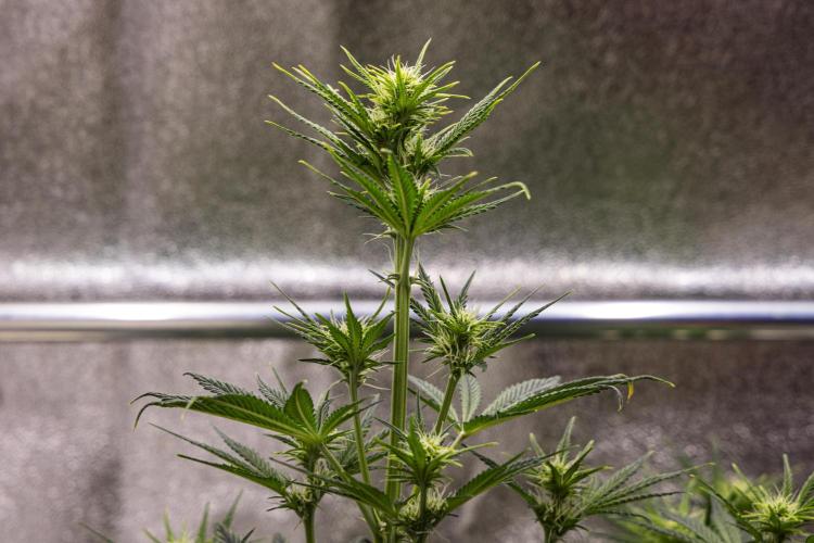 Royal Cheese - Farm #22. Week 4 - Royal Cheese - Day 28.