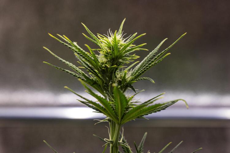 Royal Cheese - Farm #22. Week 4 - Royal Cheese - Day 28.