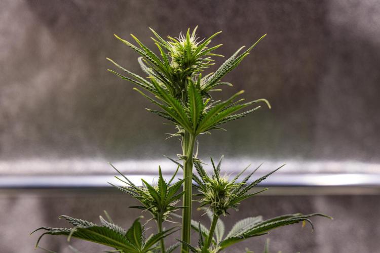 Royal Cheese - Farm #22. Week 4 - Royal Cheese - Day 28.