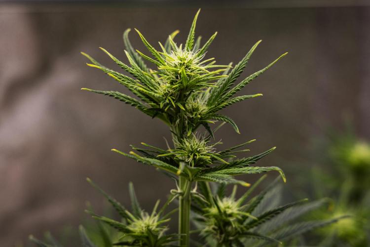 Royal Cheese - Farm #22. Week 4 - Royal Cheese - Day 28.