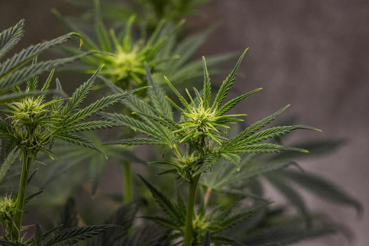 Royal Cheese - Farm #22. Week 4 - Royal Cheese - Day 28.