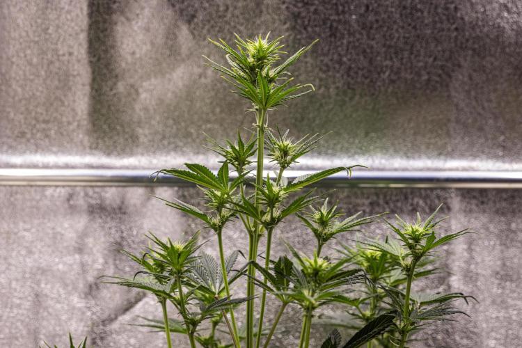 Royal Cheese - Farm #22. Week 4 - Royal Cheese - Day 28.