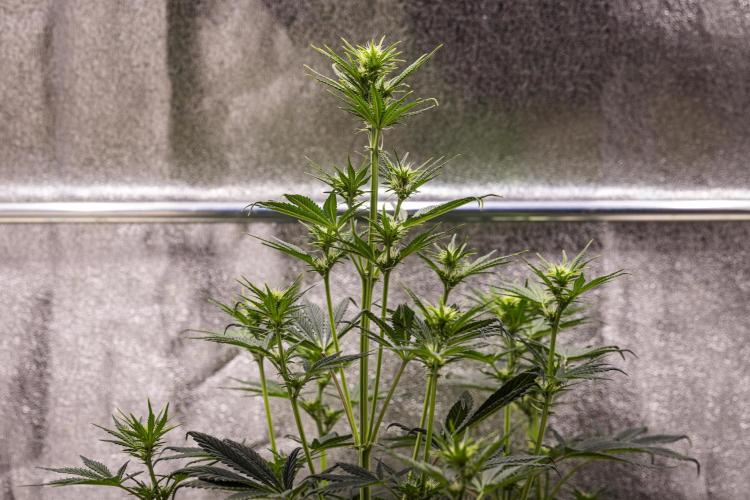 Royal Cheese - Farm #22. Week 4 - Royal Cheese - Day 28.