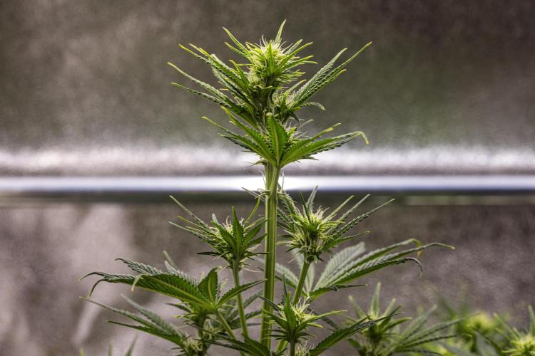 Royal Cheese - Farm #22. Week 4 - Royal Cheese - Day 28.