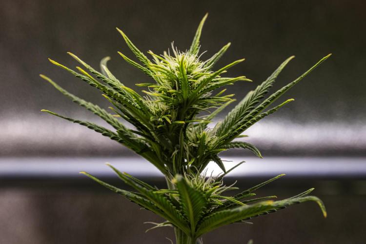 Royal Cheese - Farm #22. Week 4 - Royal Cheese - Day 28.