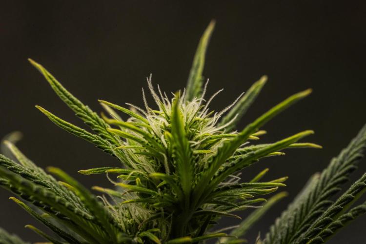 Royal Cheese - Farm #22. Week 4 - Royal Cheese - Day 28.