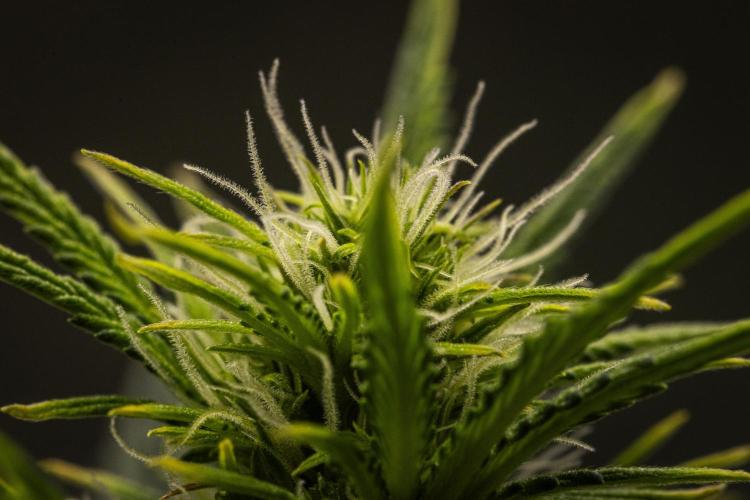 Royal Cheese Automatic. Week 4