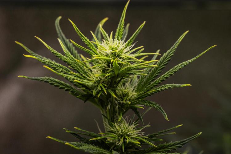 Royal Cheese - Farm #22. Week 4 - Royal Cheese - Day 28.