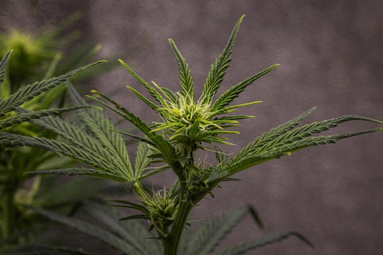 Royal Cheese - Farm #22. Week 4 - Royal Cheese - Day 28.