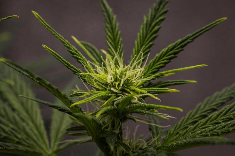 Royal Cheese - Farm #22. Week 4 - Royal Cheese - Day 28.