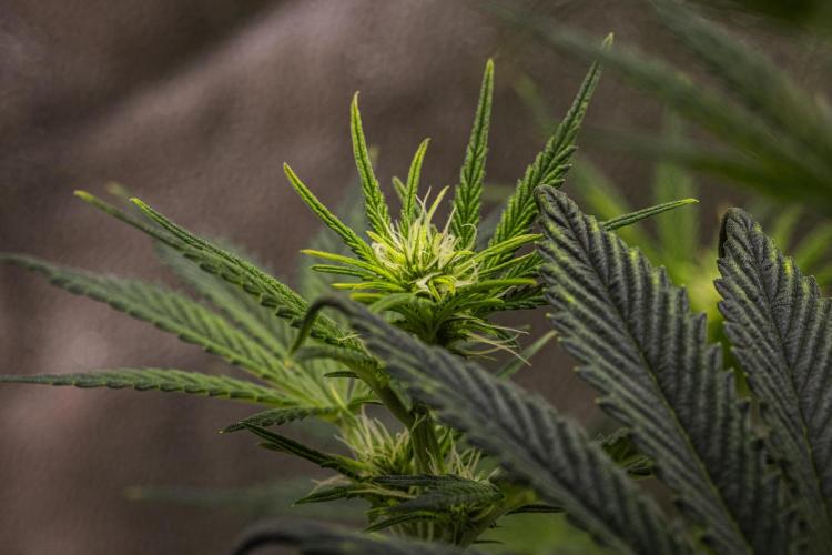 Royal Cheese - Farm #22. Week 4 - Royal Cheese - Day 28.