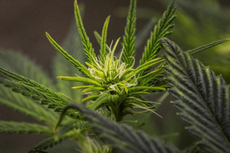 Royal Cheese - Farm #22. Week 4 - Royal Cheese - Day 28.