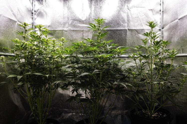 Mexican Rush - Farm #22. Week 5 - Butterflies Little Farm - Week 5.