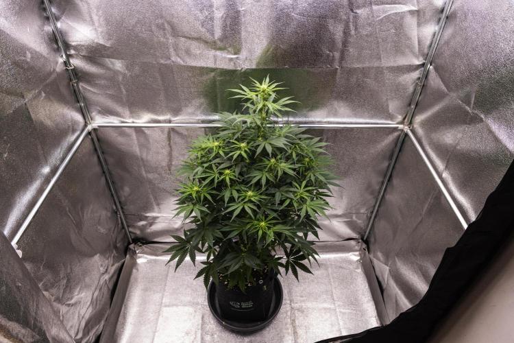 Mexican Rush - Farm #22. Week 5 - Mexican Rush - Day 35.