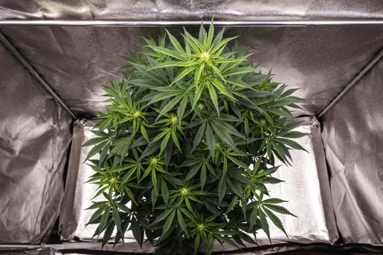 Mexican Rush - Farm #22. Week 5 - Mexican Rush - Day 35.