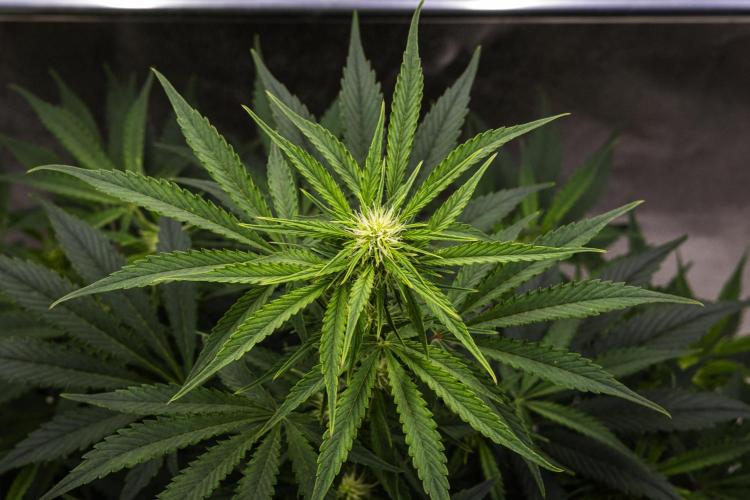 Mexican Rush - Farm #22. Week 5 - Mexican Rush - Day 35.