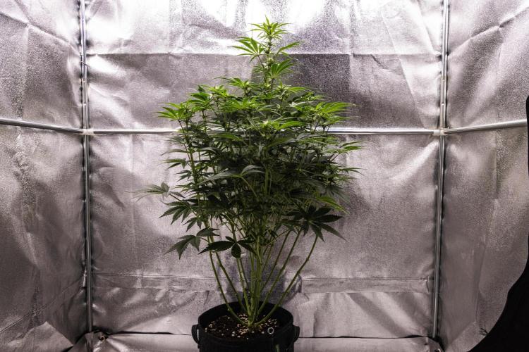 Mexican Rush - Farm #22. Week 5 - Mexican Rush - Day 35.
