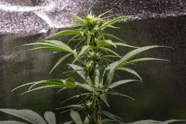 Mexican Rush - Farm #22. Week 5 - Mexican Rush - Day 35.