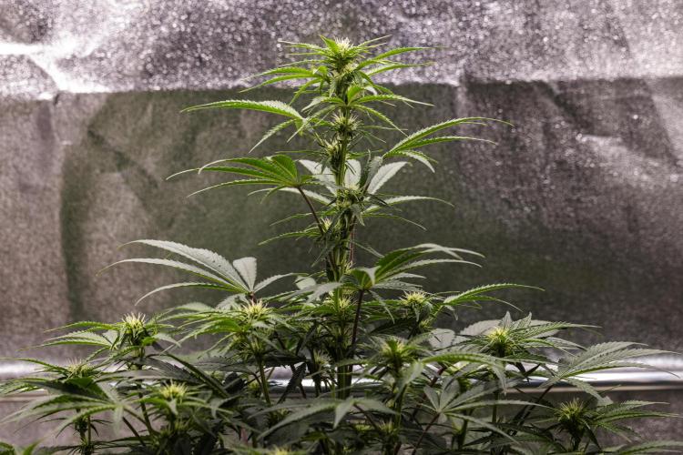 Mexican Rush - Farm #22. Week 5 - Mexican Rush - Day 35.