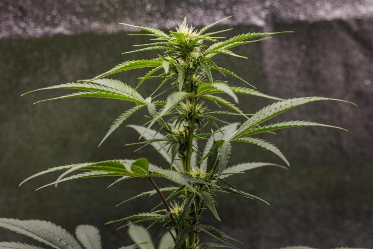 Mexican Rush - Farm #22. Week 5 - Mexican Rush - Day 35.