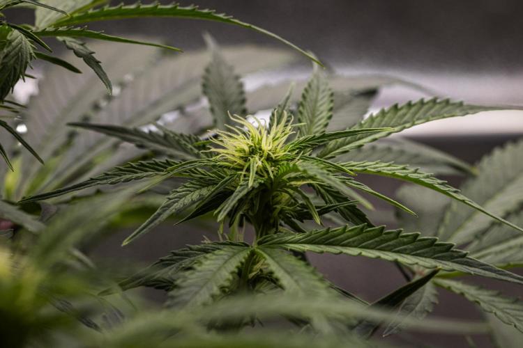 Mexican Rush - Farm #22. Week 5 - Mexican Rush - Day 35.