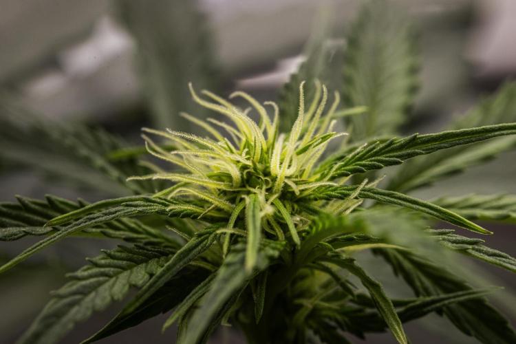 Mexican Rush - Farm #22. Week 5 - Mexican Rush - Day 35.