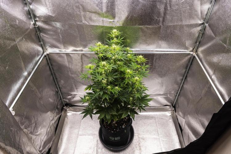 Apple Fritter - Farm #22. Week 5 - Apple Fritter - Day 35.
