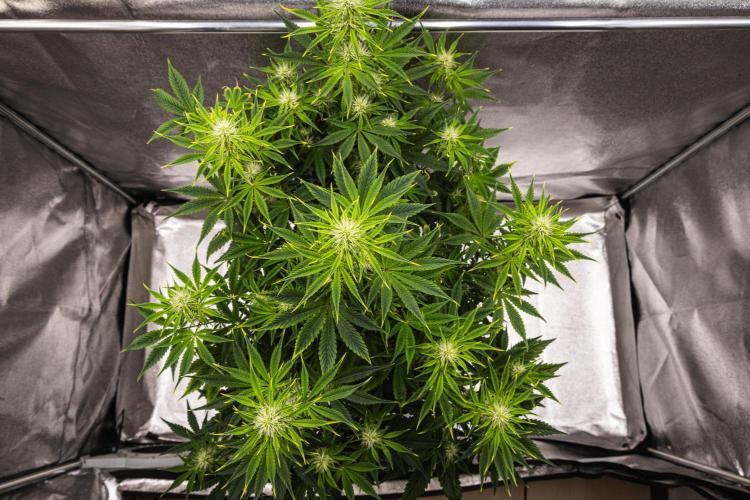Apple Fritter - Farm #22. Week 5 - Apple Fritter - Day 35.