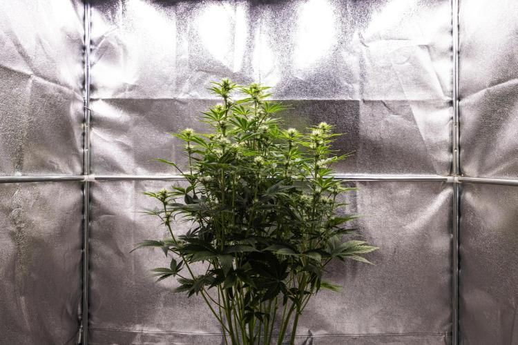 Apple Fritter - Farm #22. Week 5 - Apple Fritter - Day 35.
