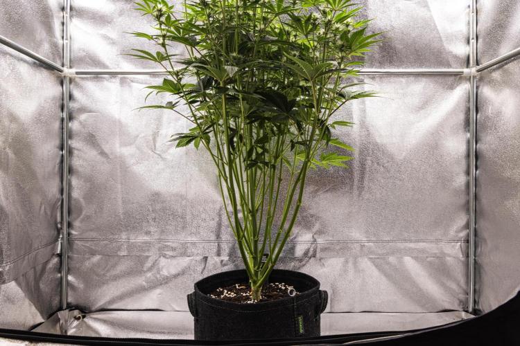 Apple Fritter - Farm #22. Week 5 - Apple Fritter - Day 35.