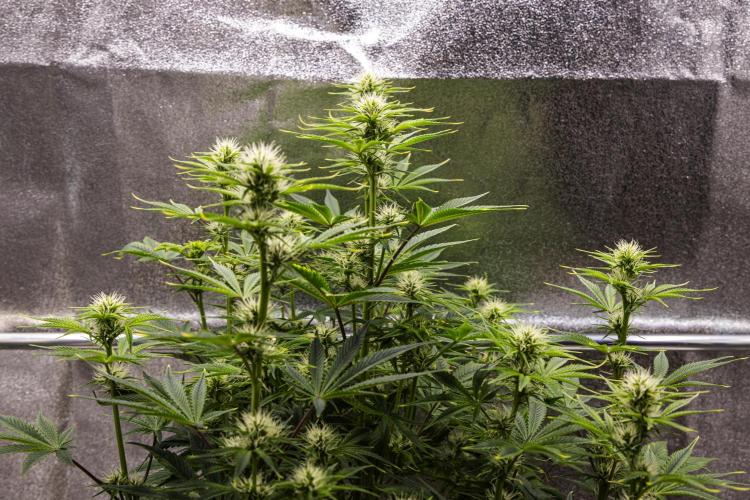 Apple Fritter - Farm #22. Week 5 - Apple Fritter - Day 35.