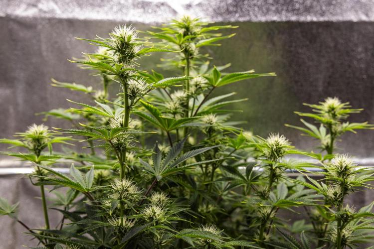 Apple Fritter - Farm #22. Week 5 - Apple Fritter - Day 35.