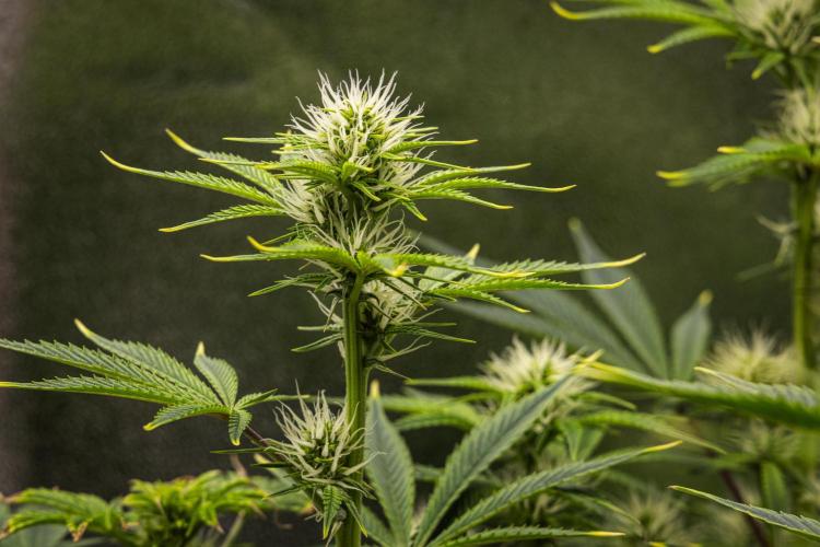 Apple Fritter - Farm #22. Week 5 - Apple Fritter - Day 35.