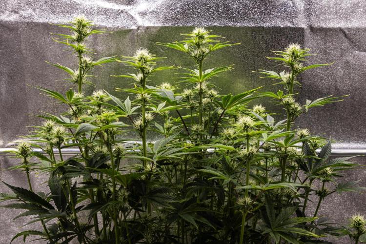 Apple Fritter - Farm #22. Week 5 - Apple Fritter - Day 35.
