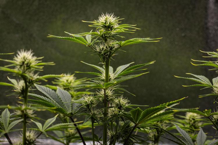 Apple Fritter - Farm #22. Week 5 - Apple Fritter - Day 35.