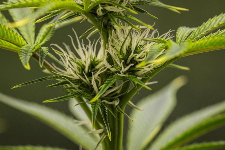 Apple Fritter - Farm #22. Week 5 - Apple Fritter - Day 35.