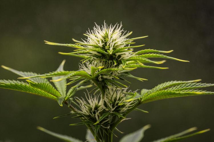 Apple Fritter - Farm #22. Week 5 - Apple Fritter - Day 35.