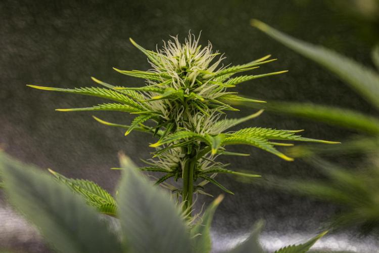 Apple Fritter - Farm #22. Week 5 - Apple Fritter - Day 35.