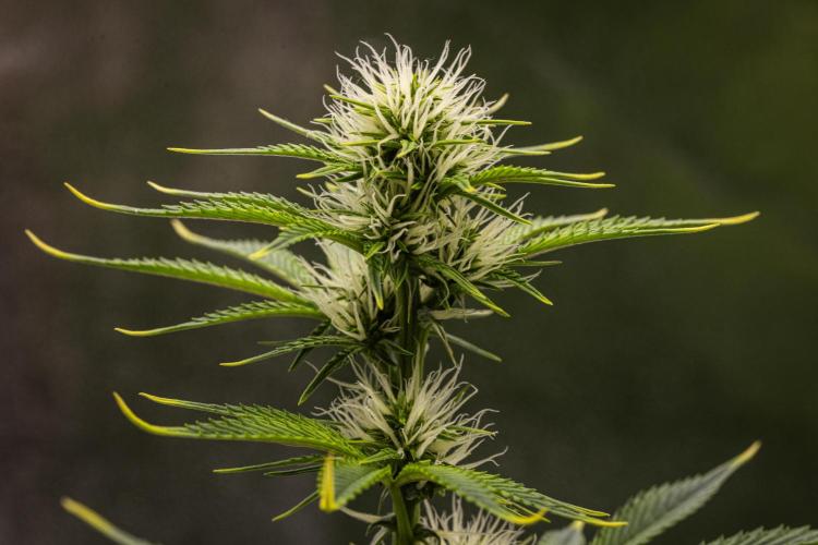 Apple Fritter - Farm #22. Week 5 - Apple Fritter - Day 35.