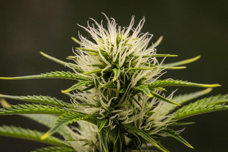 Apple Fritter - Farm #22. Week 5 - Apple Fritter - Day 35.
