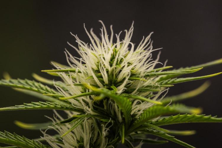 Apple Fritter - Farm #22. Week 5 - Apple Fritter - Day 35.