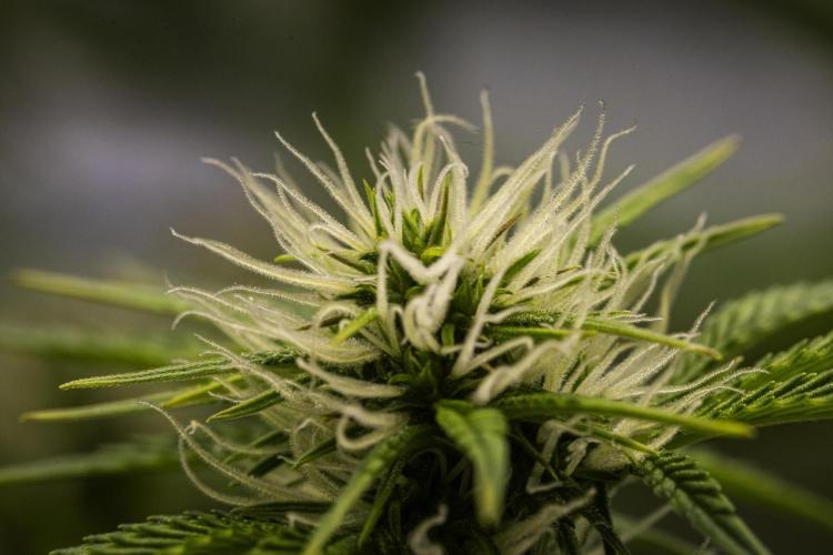 Apple Fritter - Farm #22. Week 5 - Apple Fritter - Day 35.