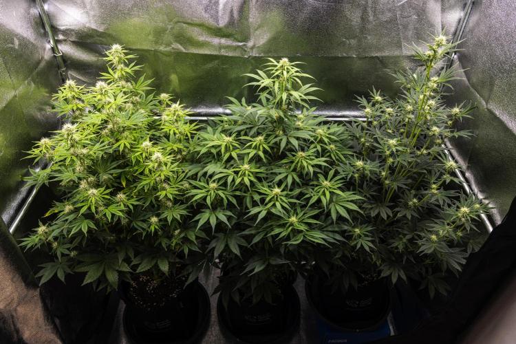 Royal Cheese - Farm #22. Week 5 - Butterflies Little Farm - Week 5.