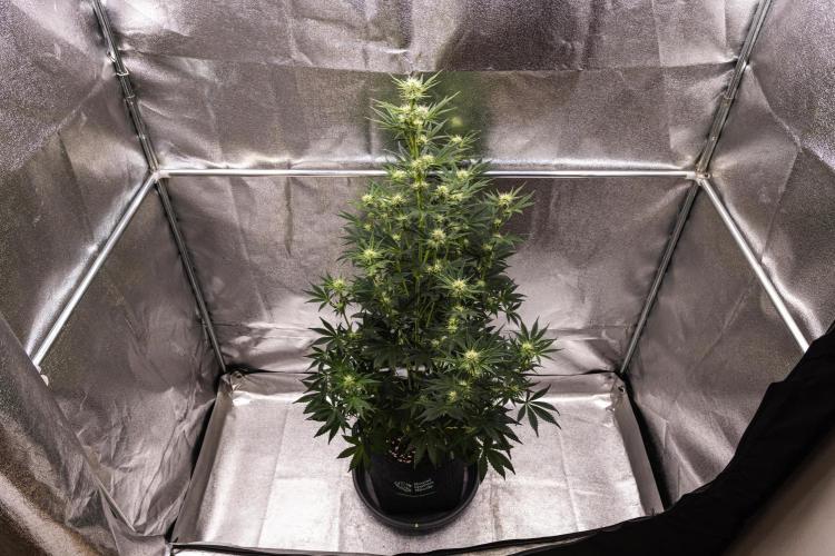 Royal Cheese - Farm #22. Week 5 - Royal Cheese - Day 35.