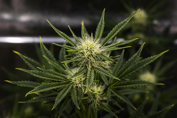 Royal Cheese - Farm #22. Week 5 - Royal Cheese - Day 35.